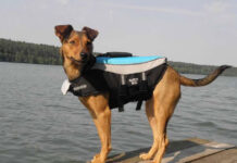 Kamizelka do pływania dla psa