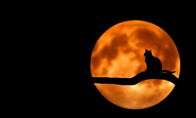 Czy można iść na wesele w czarnym garniturze?