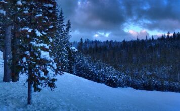 Co jest lepsze licencjat czy magister?