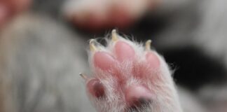 Jak się mierzy obwód nadgarstka?