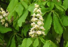 Czy certyfikat zwalnia z matury?