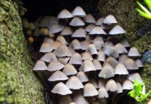 Co mocno przyspiesza metabolizm? Co mocno przyspiesza metabolizm?