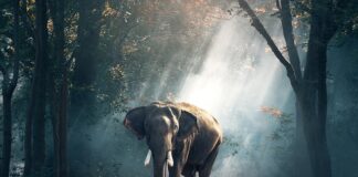 Ile kosztuje wyjazd do Tajlandii na własną rękę? Ile kosztuje wyjazd do Tajlandii na własną rękę?