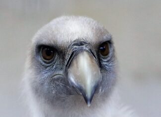 Jak rozpoznać wagę gryfu?