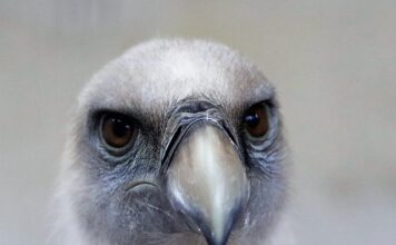 Jak rozpoznać wagę gryfu?