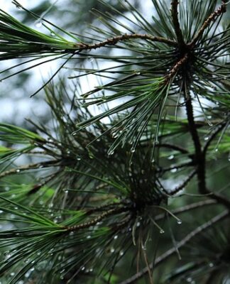 Jaki bagażnik rowerowy na hak Thule?