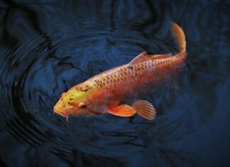 Jaki haczyk na karpia 3 kg?