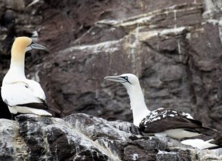 Jakie gripy do hulajnogi wyczynowej?