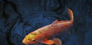 Jak gruby przypon na karpia?