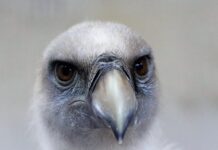 Jaki gryf na początek?