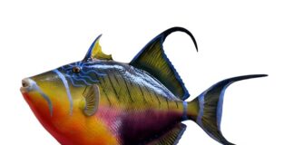 Jak ściągnąć rybę z haczyka? Jak ściągnąć rybę z haczyka?