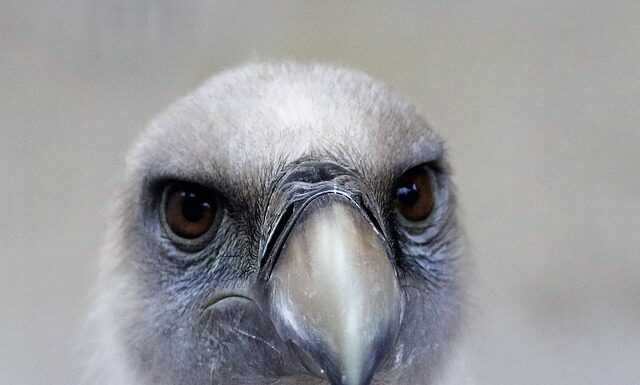 Jaki gryf do Hip Thrust?