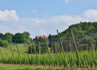 Czy warto kupić sztangę?