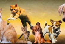 Jakiej częstotliwości boją się psy?